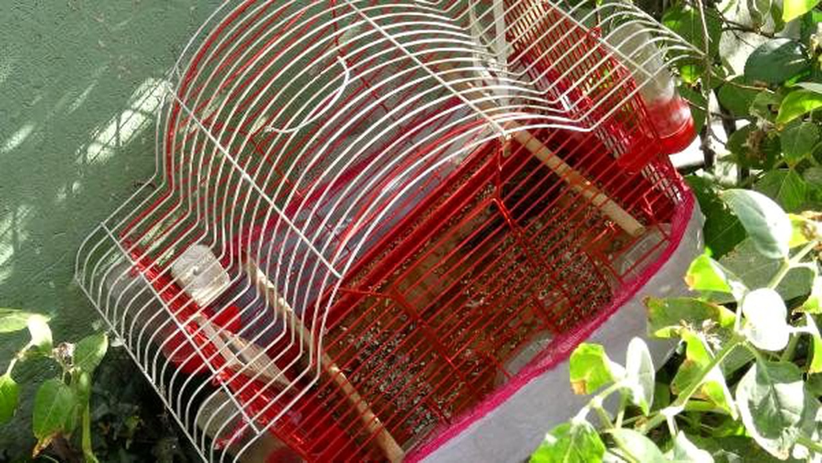 Alevler arasında kalan muhabbet kuşunu kurtarmak isterken ölüyordu