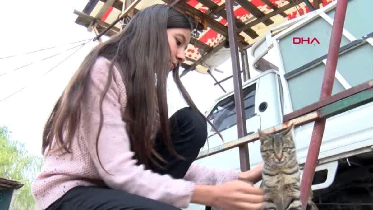 Ankara sokak kedileri için harçlığı yetmeyince kdk\'ya başvurdu
