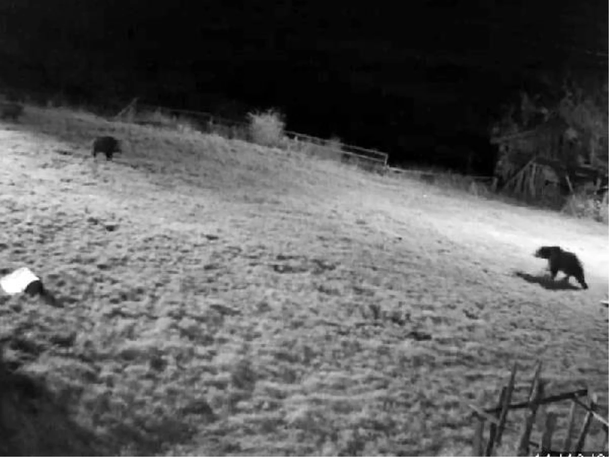 Bahçeye giren domuzları ayının kovalaması kamerada