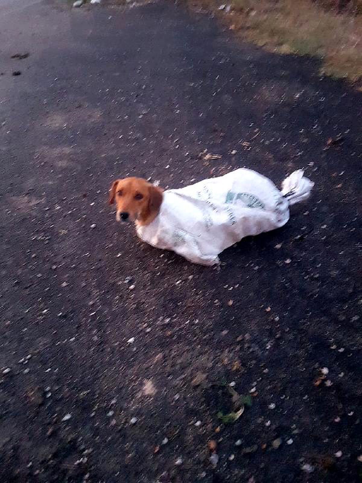 Çuval içindeki gebe köpeği minik Arif\'in dikkati kurtardı