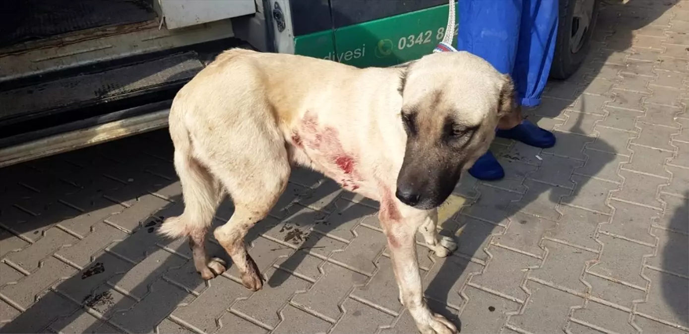 Gaziantep\'te av tüfeğiyle vurulan köpek tedavi altına alındı