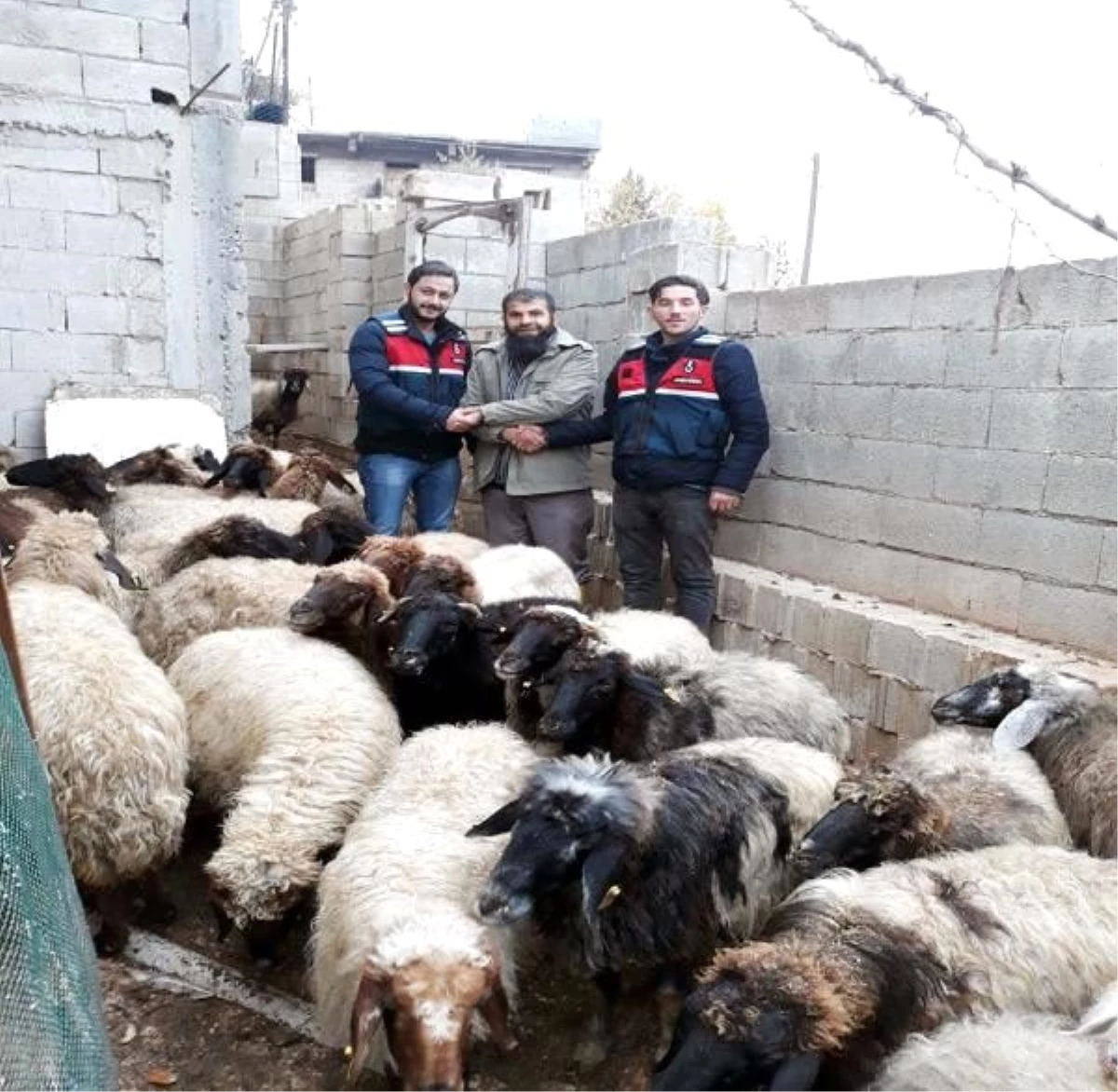 Gaziantep\'te, koyun hırsızlığı şüphelisi yakalandı
