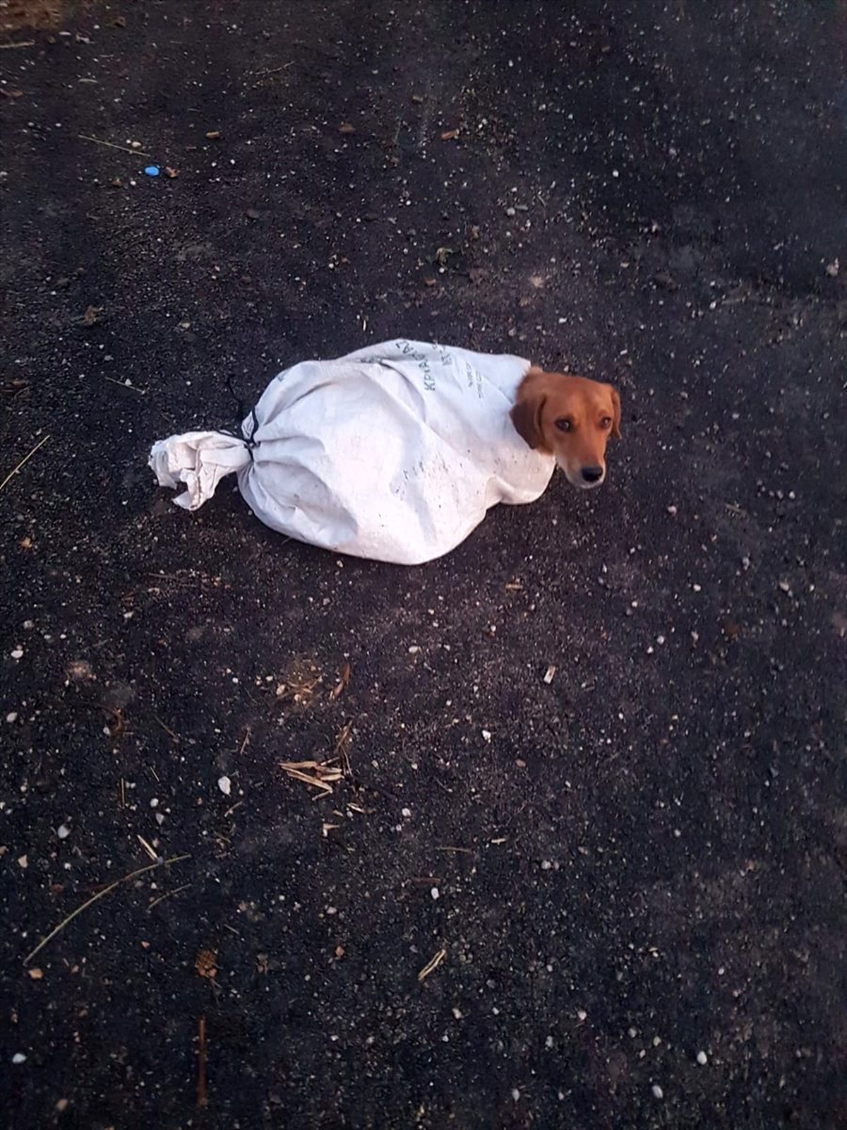 Gebe köpeği çuvalın içine koyup yol kenarına atmışlar