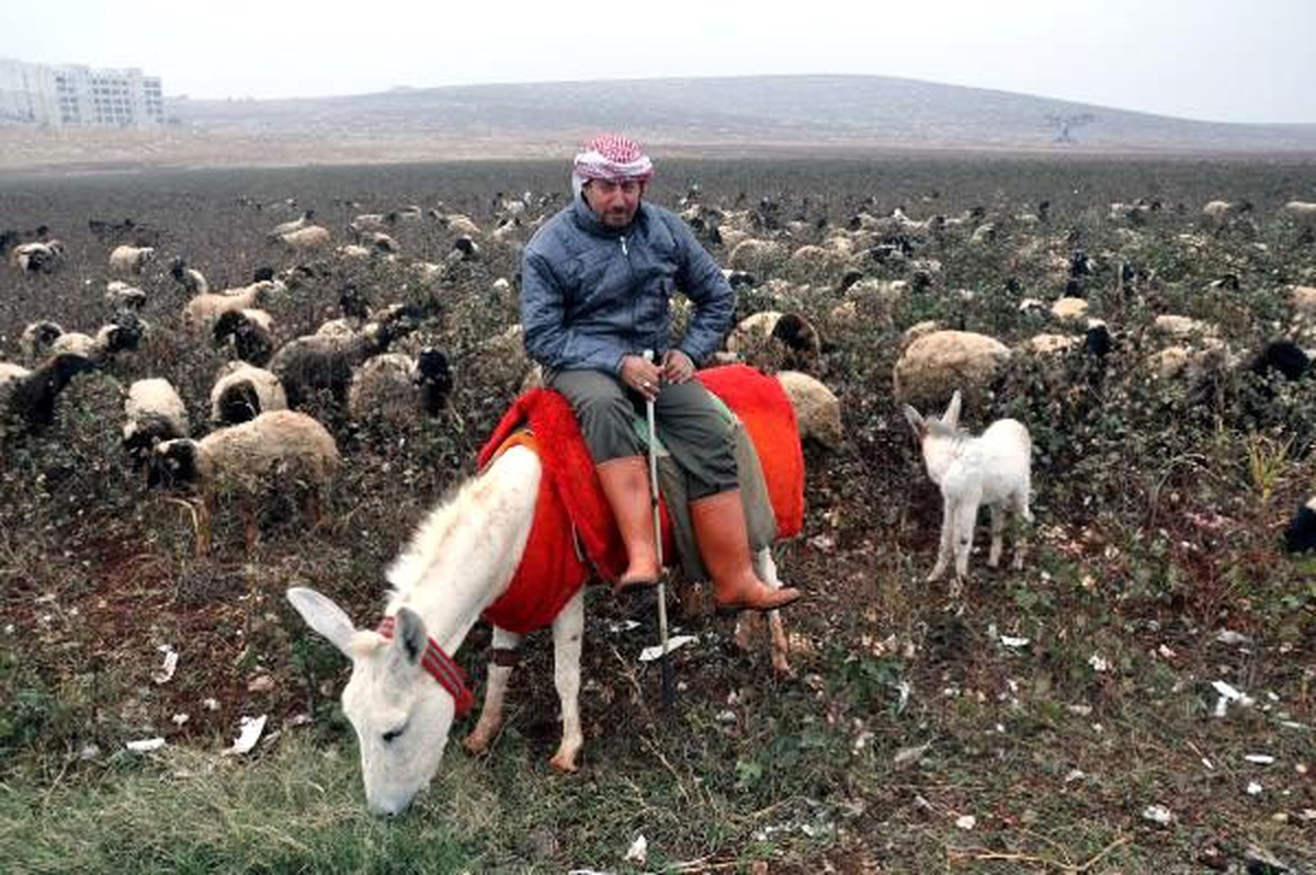 Koruma altındaki beyaz eşeklerin sayısı 108\'e yükseldi