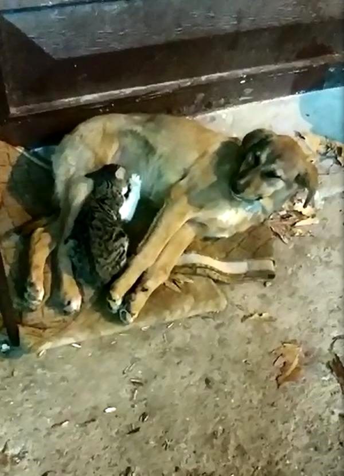 Sokak köpeği, yavru kediye anne oldu