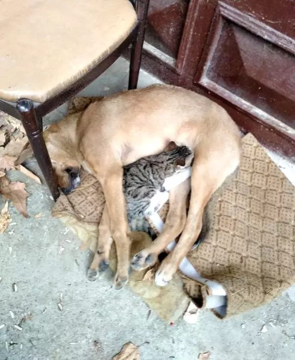 Sokak köpeği, yavru kediye anne oldu Son Dakika