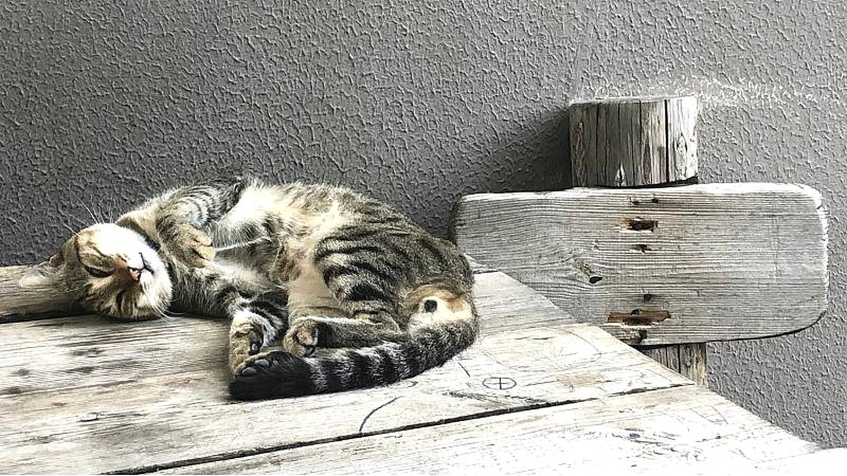 Vahşi yaşamın korunması için kedilere tasma takılmalı mı? AB \'hayır\' dedi