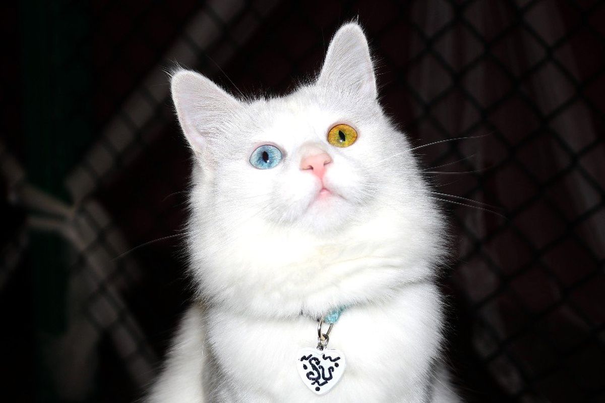 Van kedilerinin dünya çapında popülerliği arttı