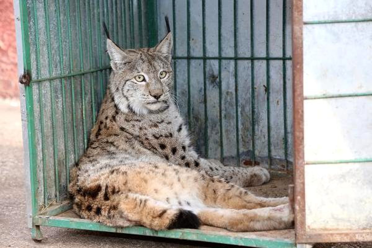 Yaralı halde bulunan vaşak tedavi altına alındı