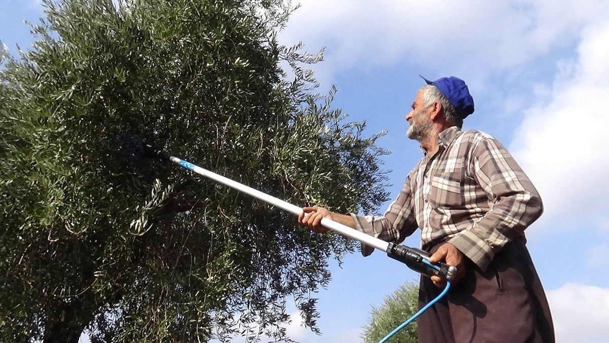 Zeytin hasadında sona gelindi