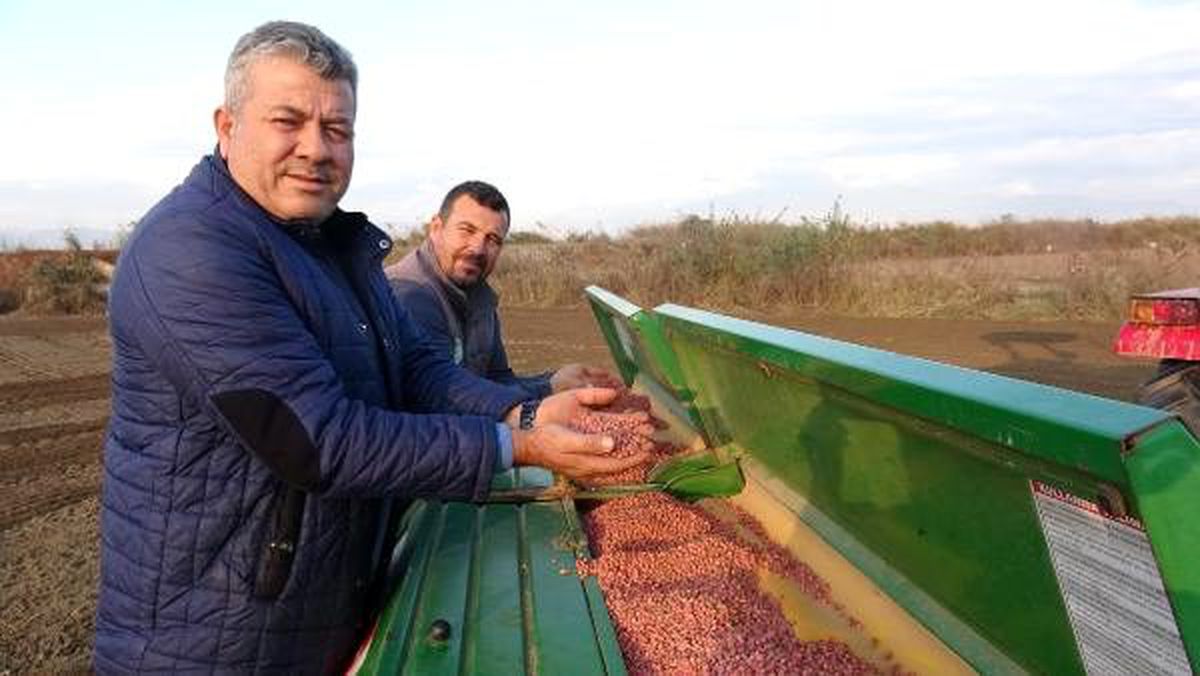 Aydın\'da çiftçi, pamuk yerine bezelye ekti