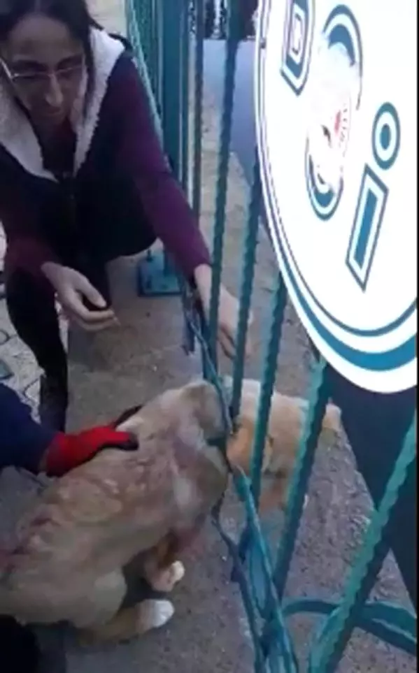 Demir korkuluklara sıkışan yavru köpeği itfaiye kurtardı Son Dakika