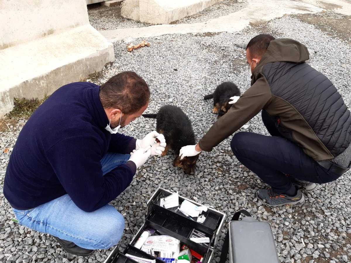 Hakkari belediyesinden köpek ve kedilere kuduz aşısı yapıldı