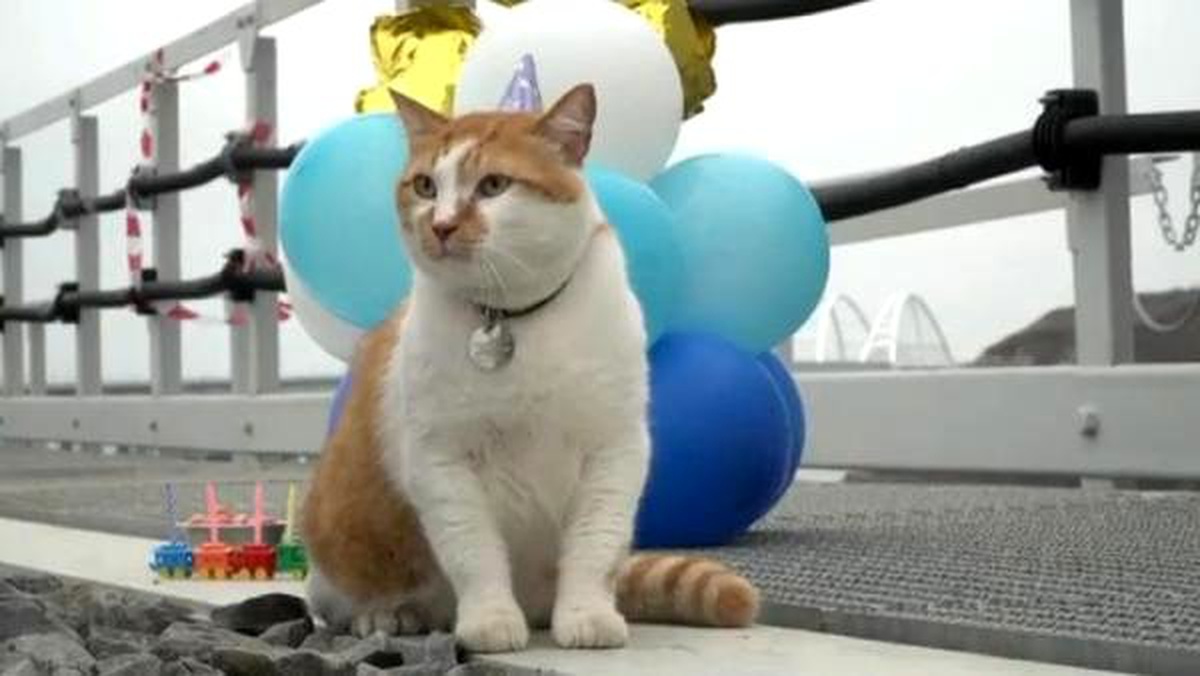 Kerç Boğazı Köprüsü\'nün maskotu kedi için doğum günü partisi düzenlendi