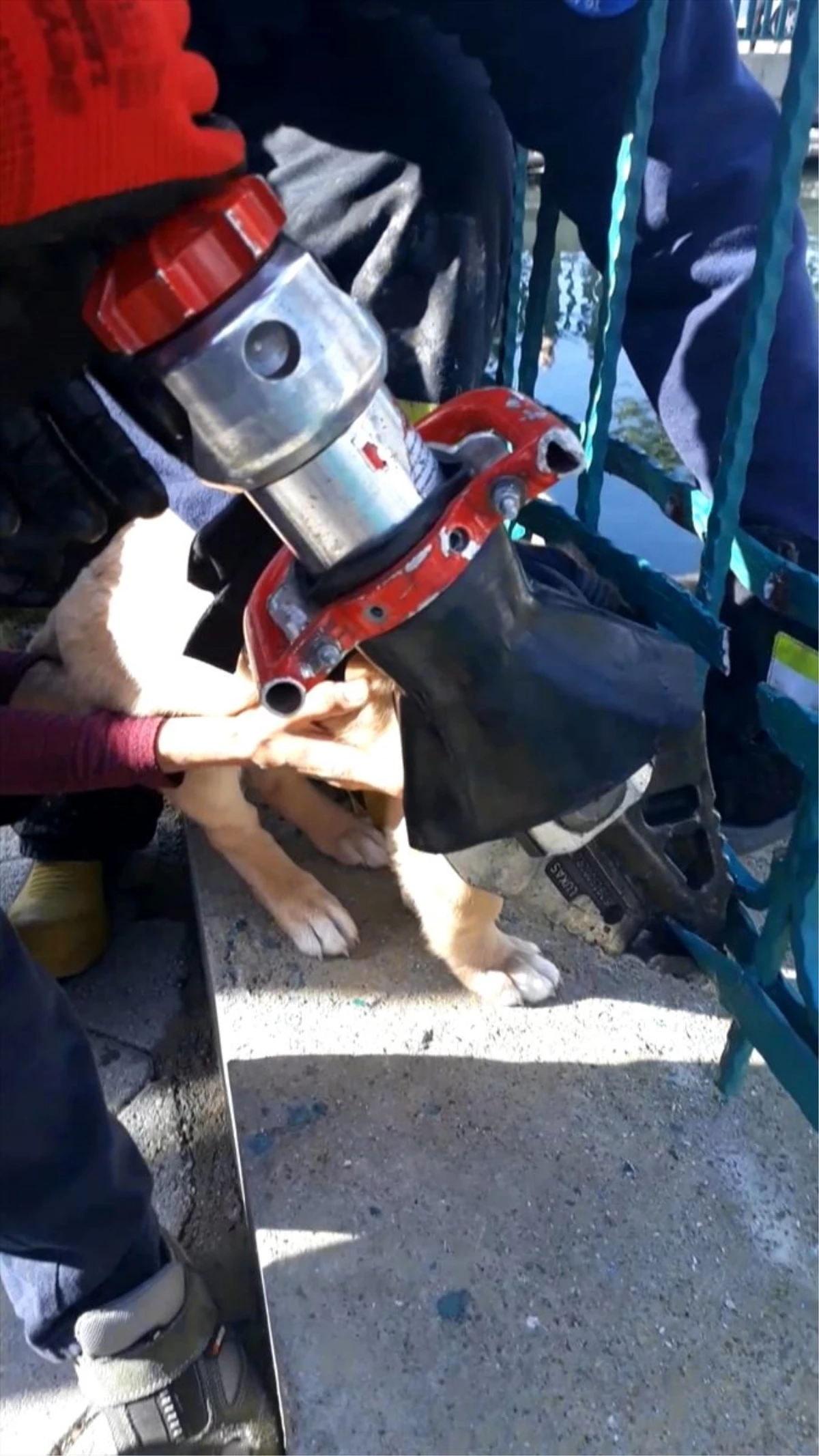 Muğla\'da kafası demir korkuluklara sıkışan yavru köpek kurtarıldı