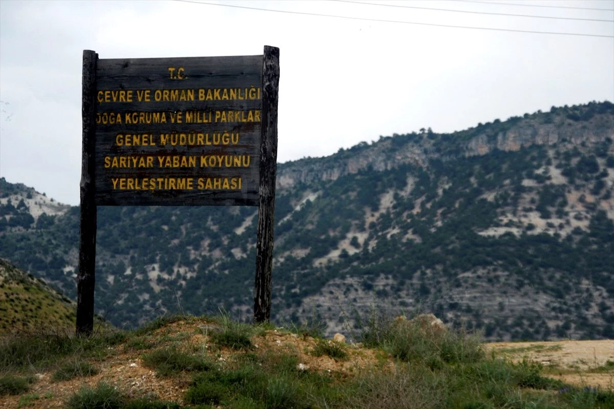 Nallıhan\'da yaban koyunu envanter çalışması başladı