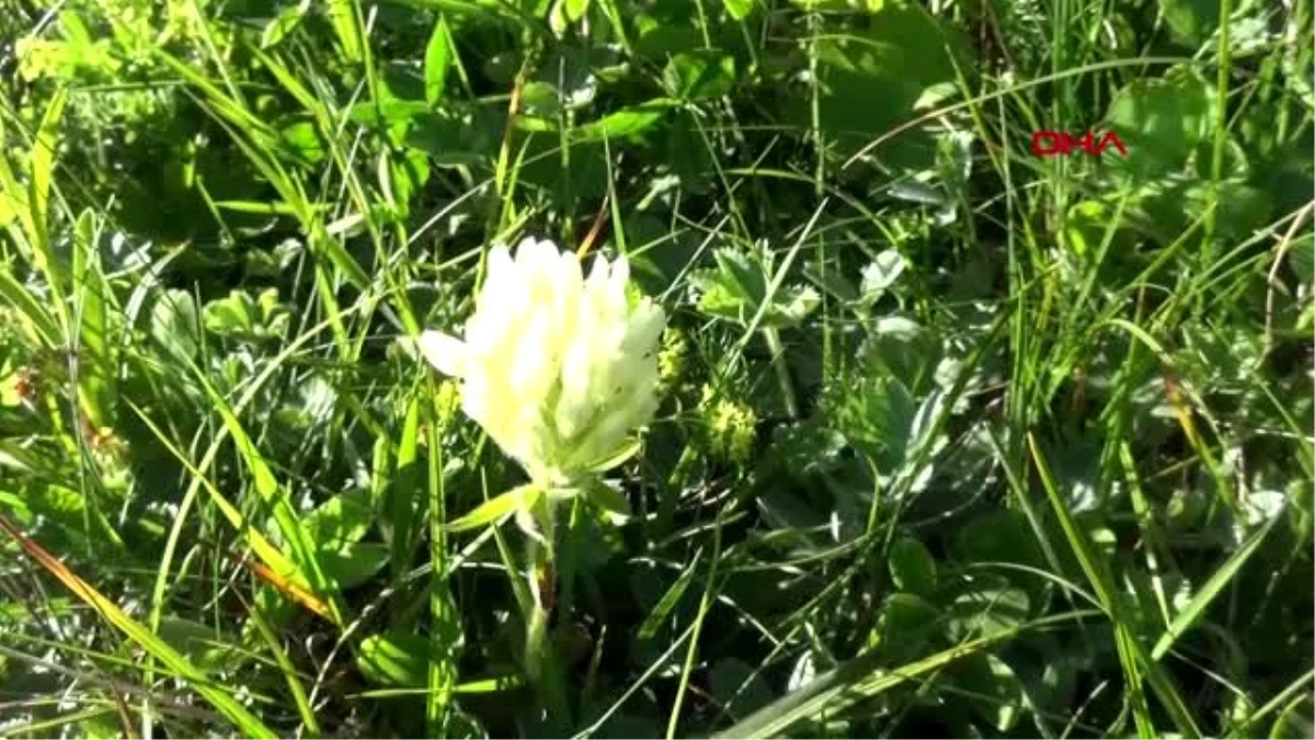 Rize karadeniz\'de yeni uzungöl ve ayder oluşturulacak