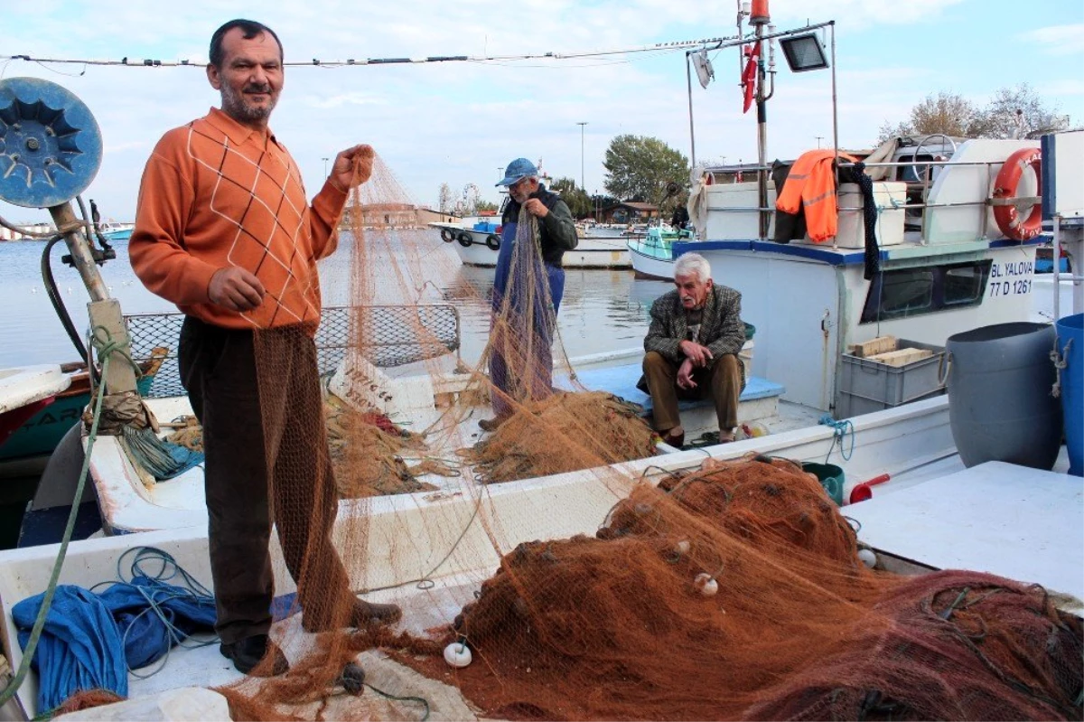 Yalovalı balıkçılar: "Yunuslar balıkçılığı bitirecek"