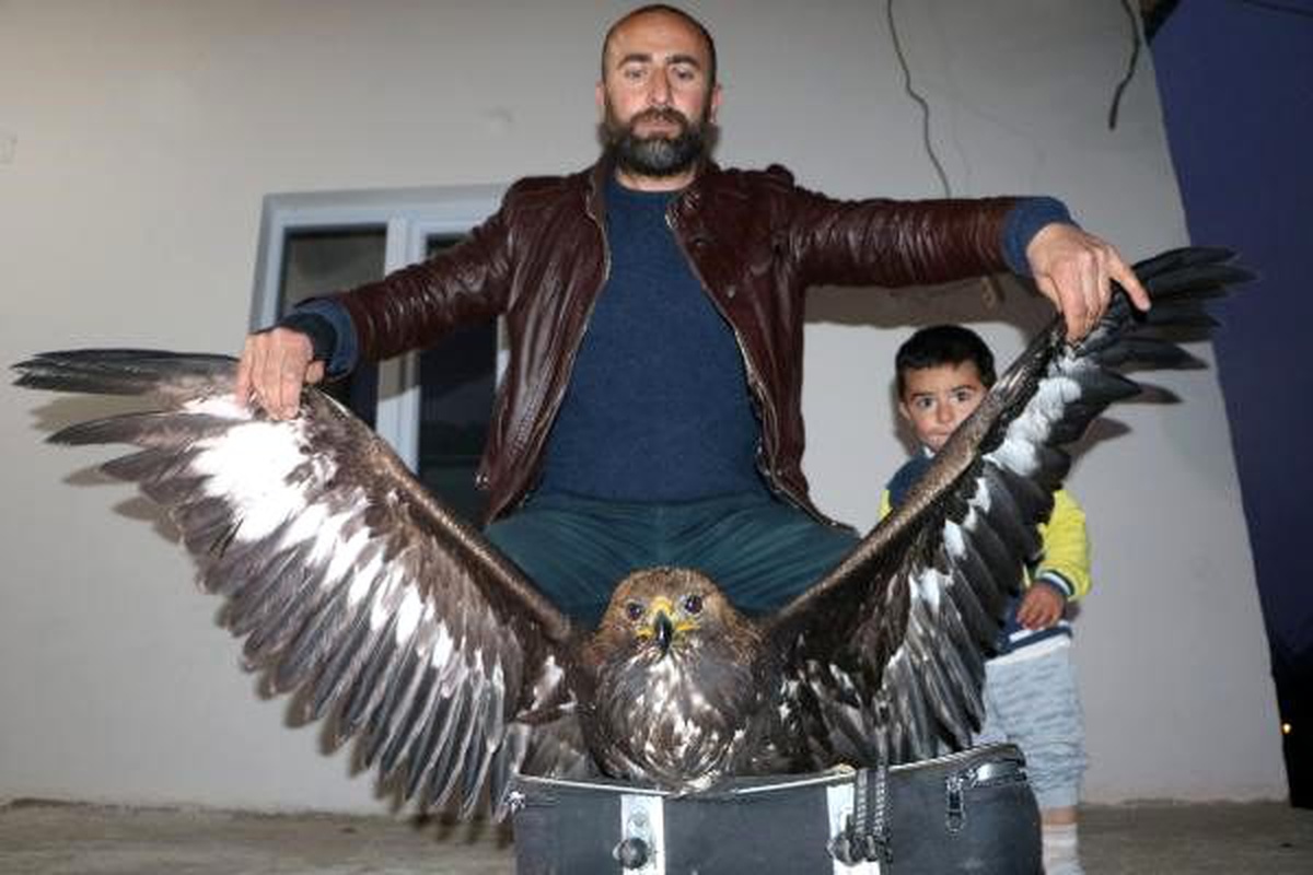 Yüksekova\'da yaralı kaya kartalına tedavi