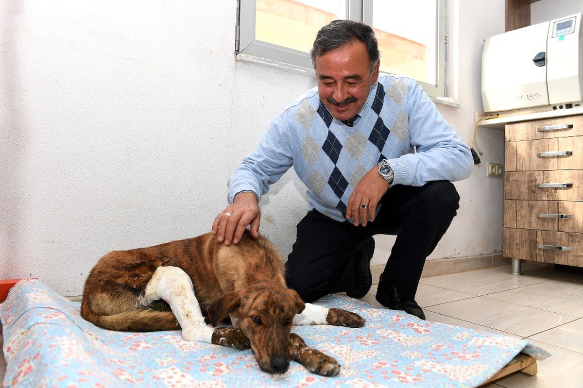 Altına sığında otomobilin hareket etmesiyle yaralanan köpek tedavi altına alındı