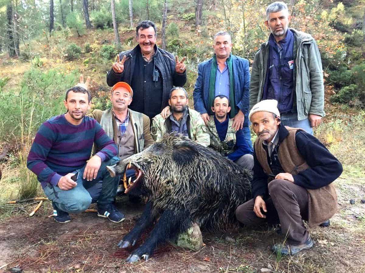 Bursa\'da tarlalara dadanan 310 ve 252 kiloluk domuzları avladılar