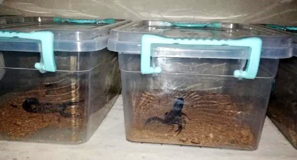 Evinde 217 canlı akrep bulunan kişiye 60 bin lira para cezası