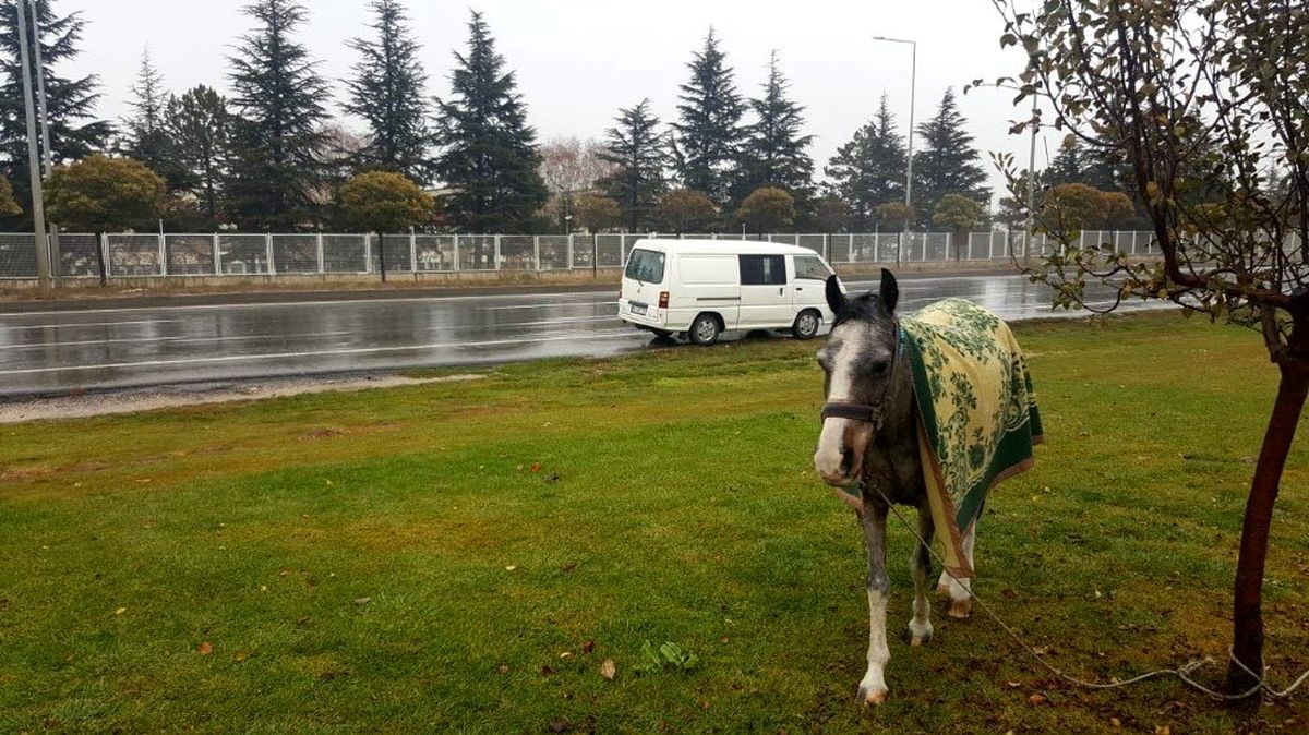 Hayvanseverin dikkati atı ölümden kurtardı