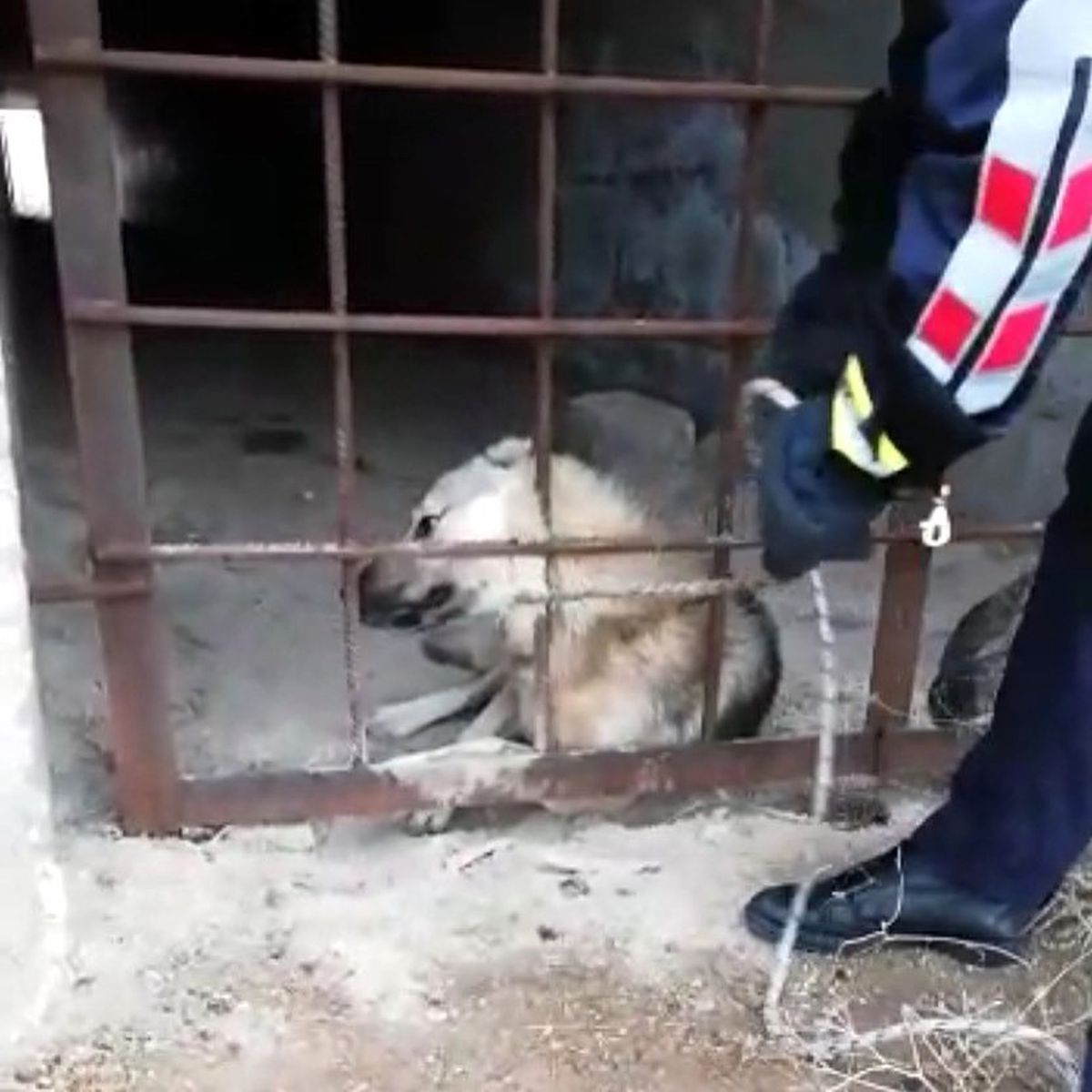 Menfezde mahsur kalan köpek kurtarıldı