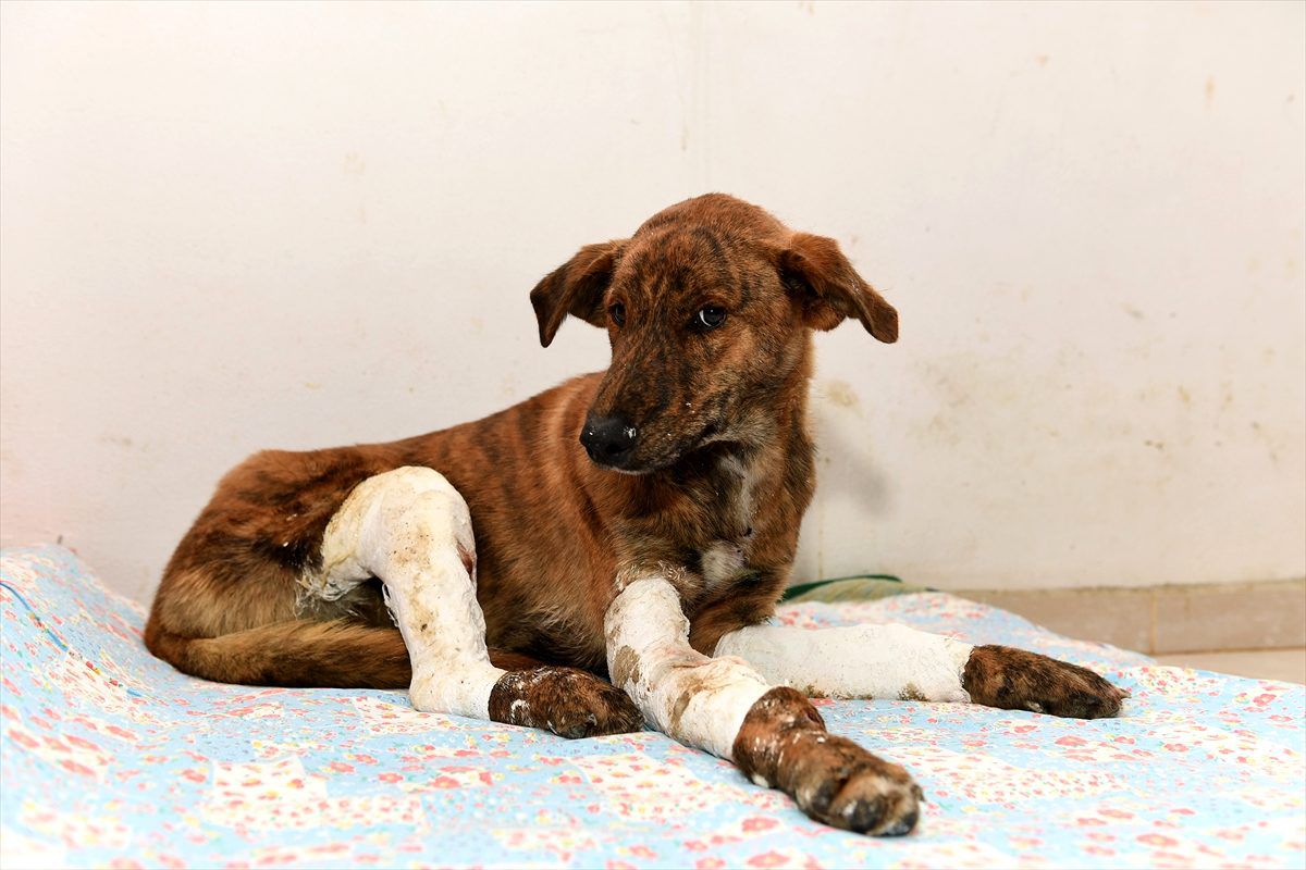 Mersin\'de otomobilin hareket etmesiyle bacakları kırılan köpek tedavi altına alındı