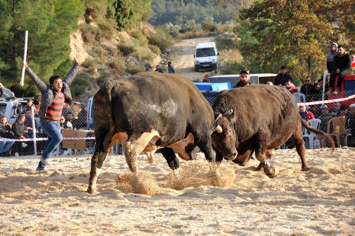 Boğalar gaziler için kıyasıya mücadele etti