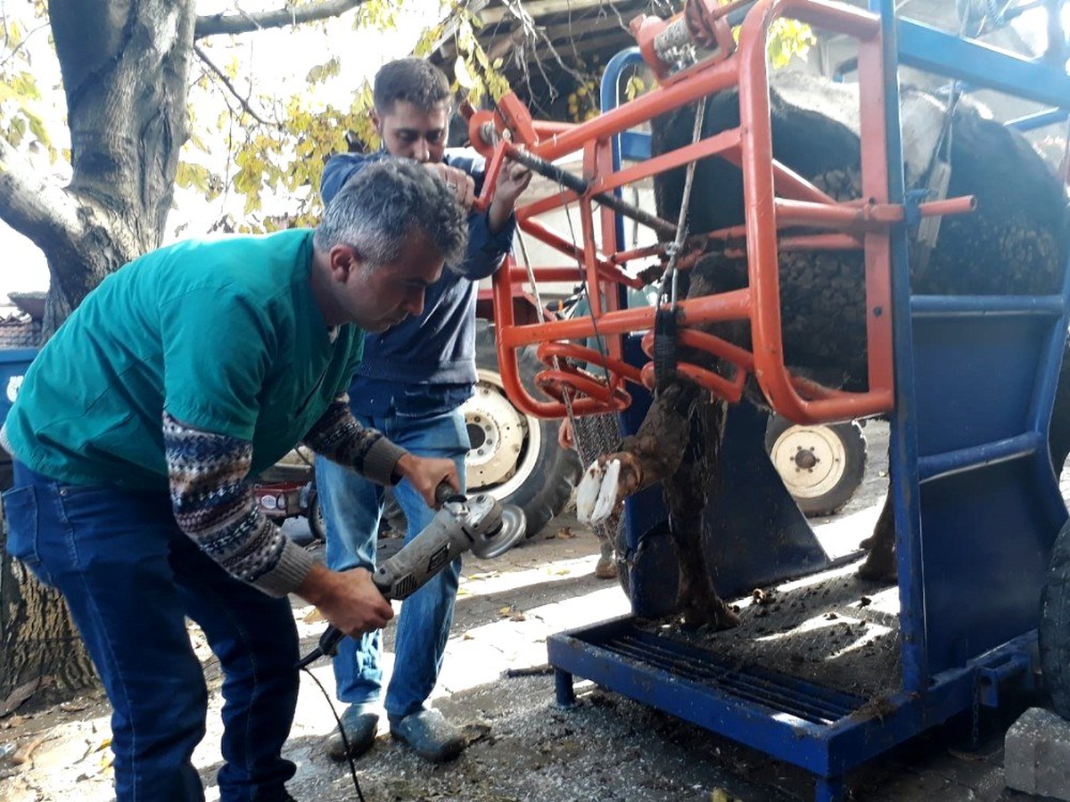 Büyükbaş hayvanların ayak ve tırnak bakımları böyle yapılıyor