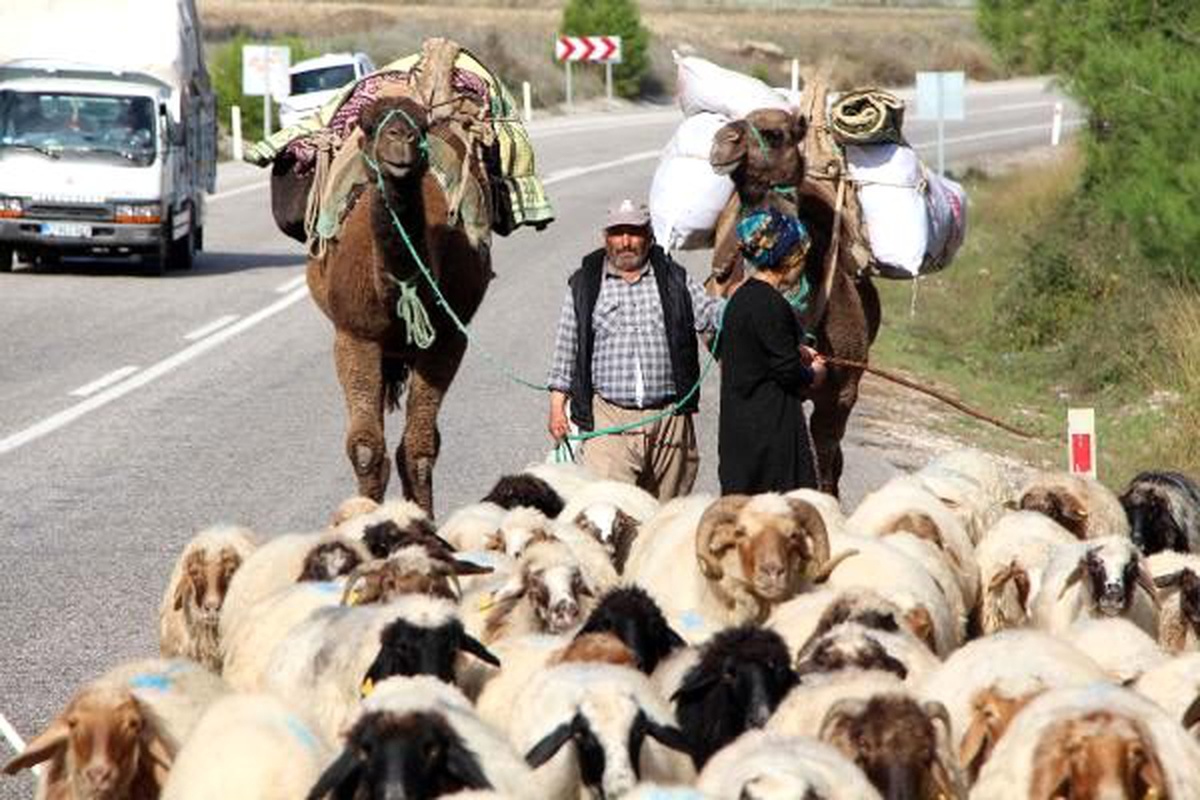 Develer eşliğinde 3 gün süren Yörük göçü
