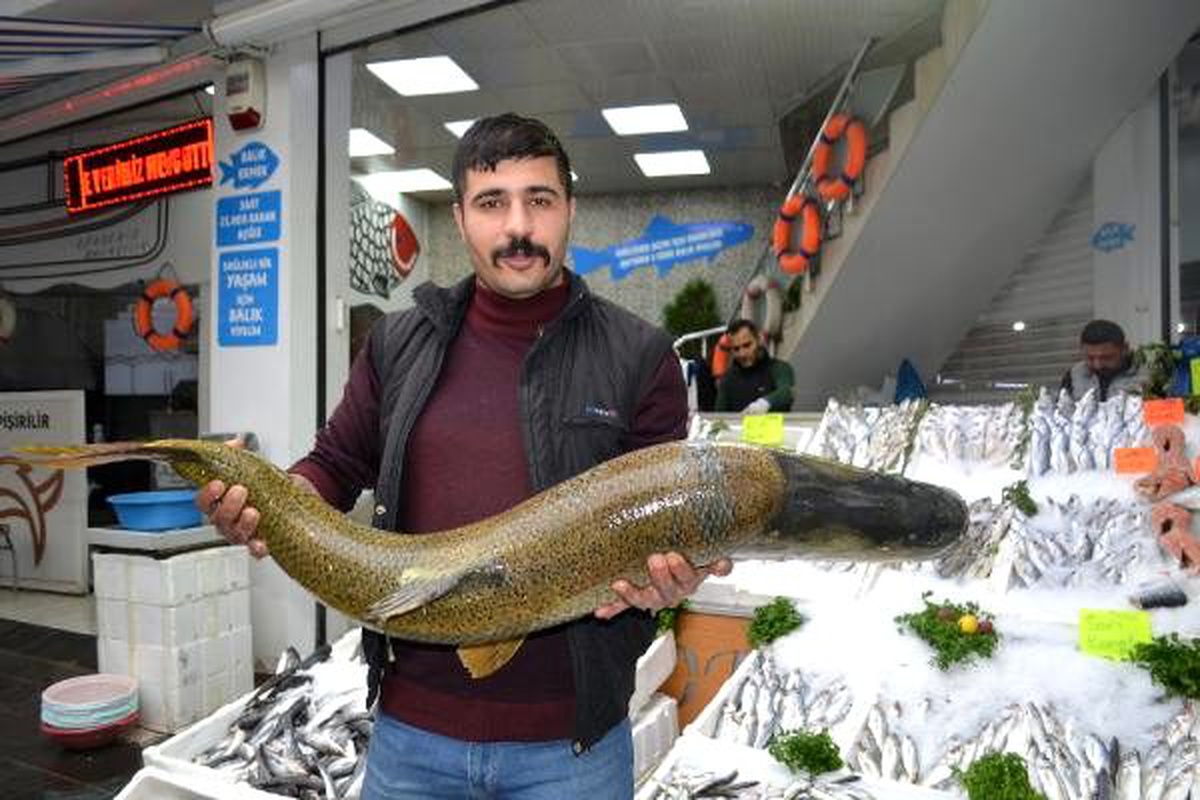 Dicle Nehri\'nde ağa 60 kiloluk turna balığı takıldı