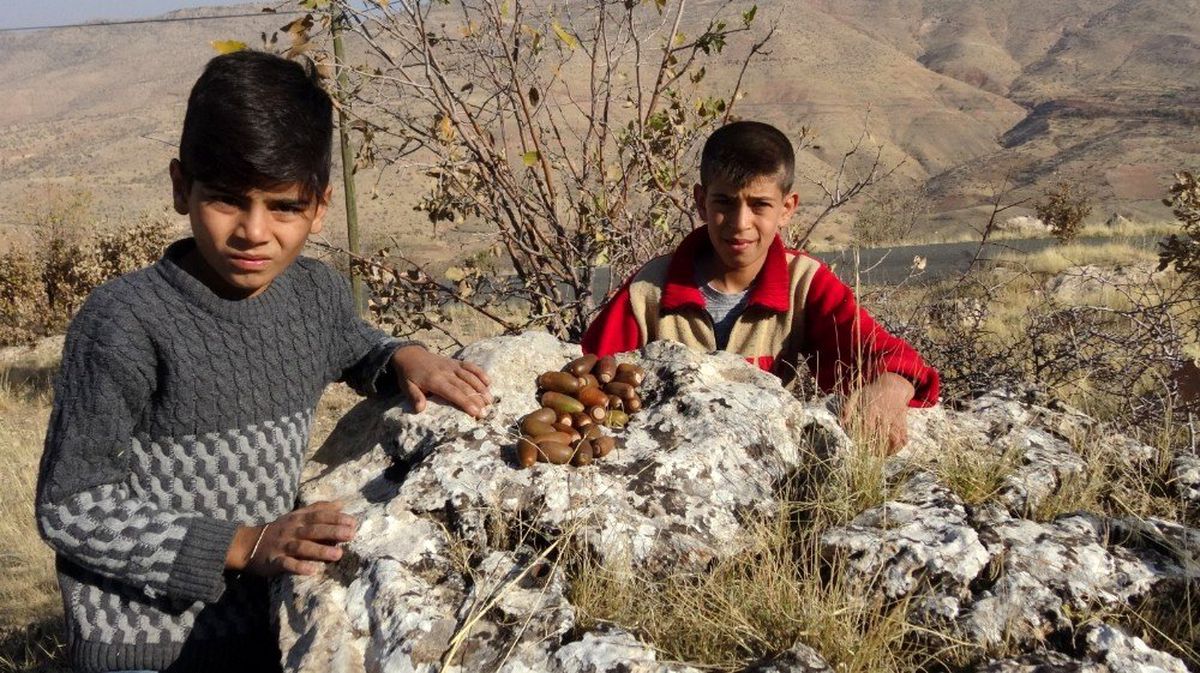 Doğunun kestanesi meşe palamudu toplanmaya başlandı