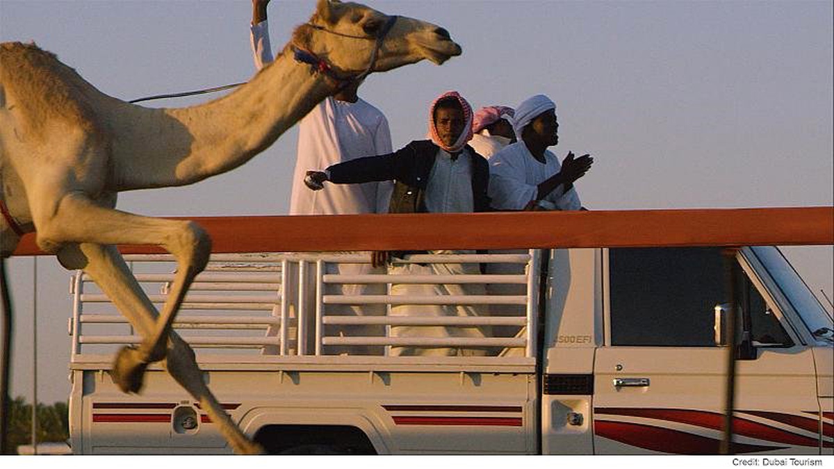 Dubai\'de tarihi bedevi kültürünü develer canlı tutuyor