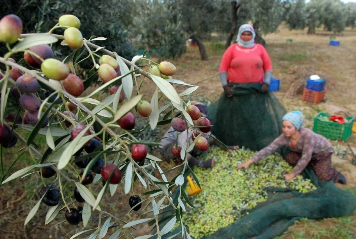 İlaçlama yok, kalite var