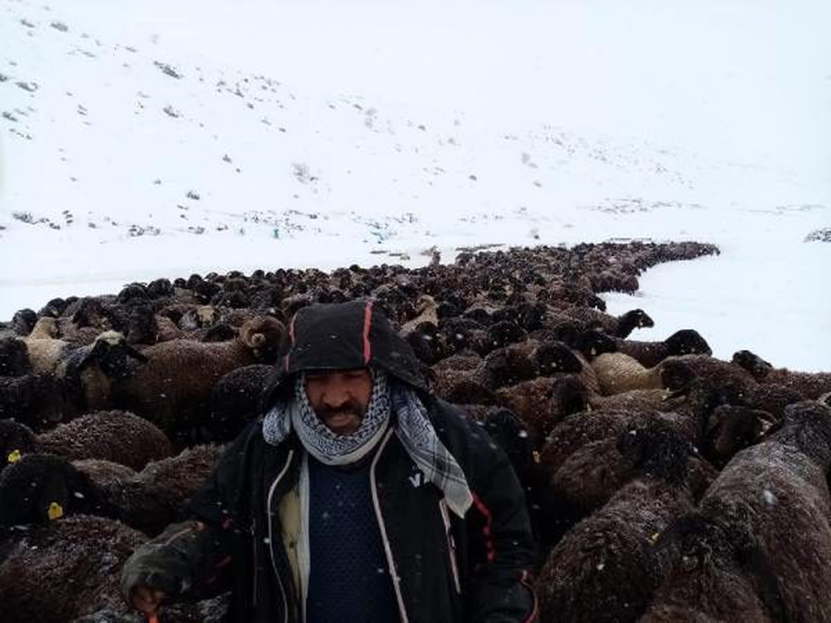 Karlıova\'da mahsur kalan 2 bin 500 koyun kurtarıldı