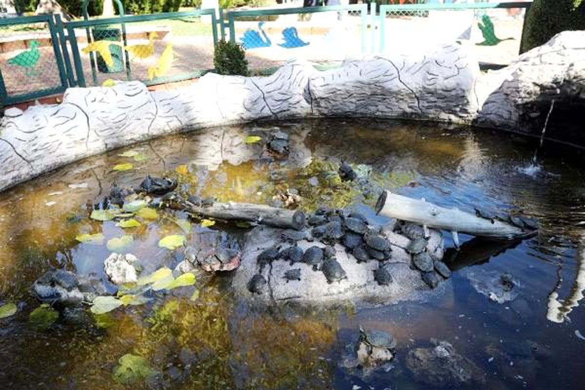 Sınırda yakalanan 3 bin 400 kaplumbağa Gaziantep\'e getirildi