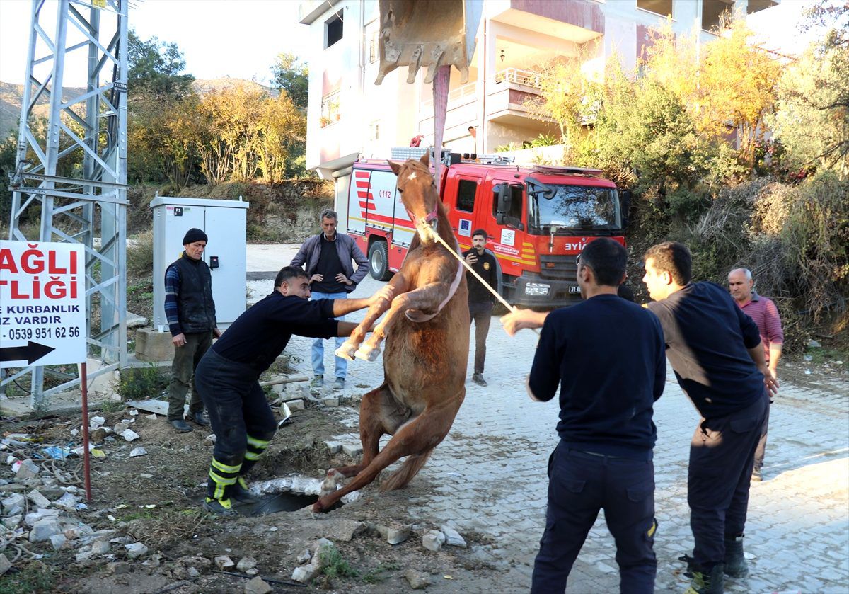 Su kanalına düşen at kurtarıldı