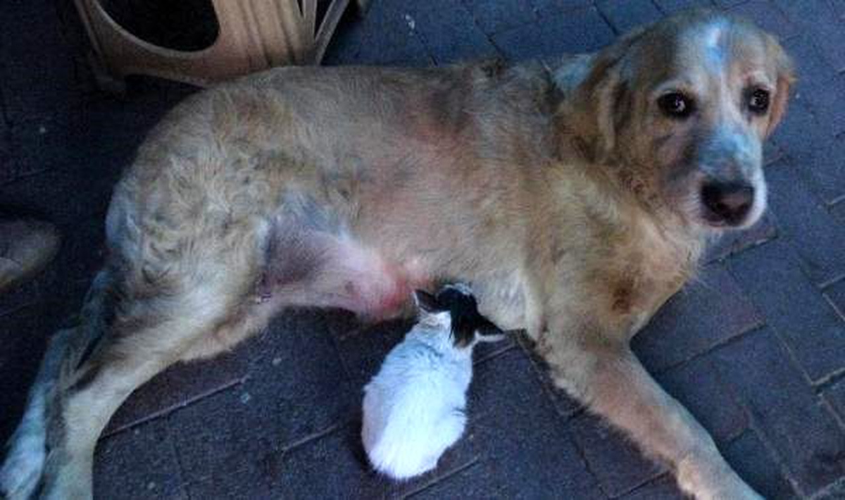 Annesinin dışladığı yavru kediyi, \'Tarçın\' köpek sahiplendi