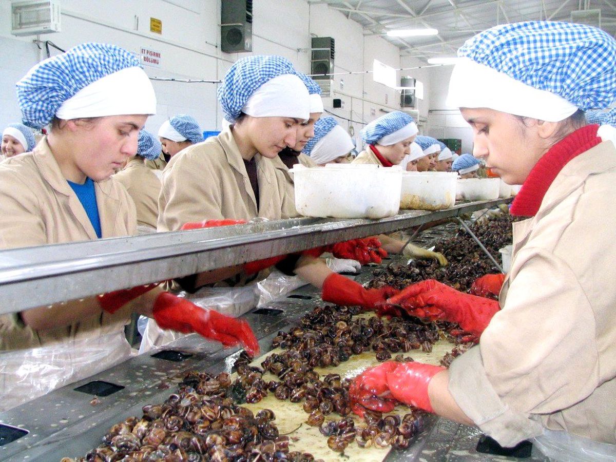 Aydın\'da yağmurla birlikte salyangoz sezonu başladı