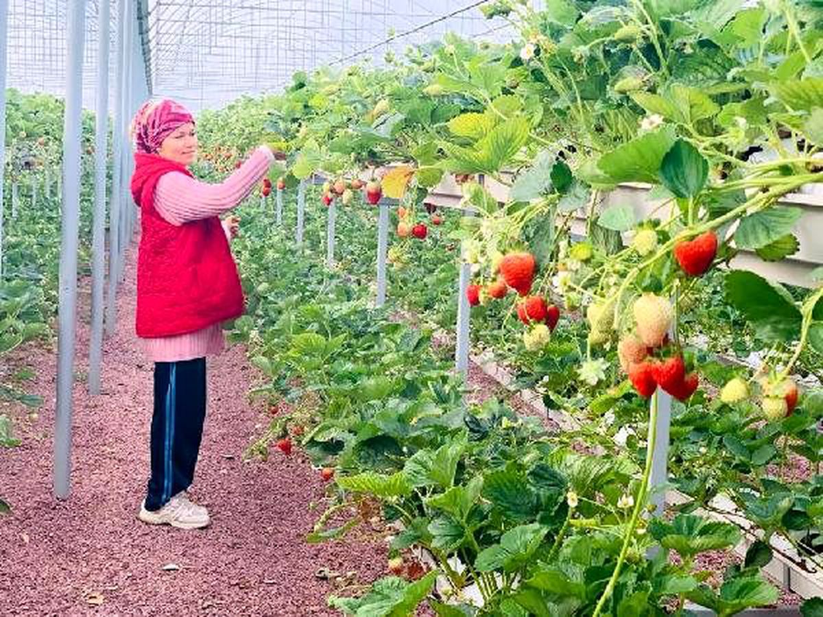 Çilekte topraksız üretimle yıllık 200 ton çilek hasadını hedefliyor