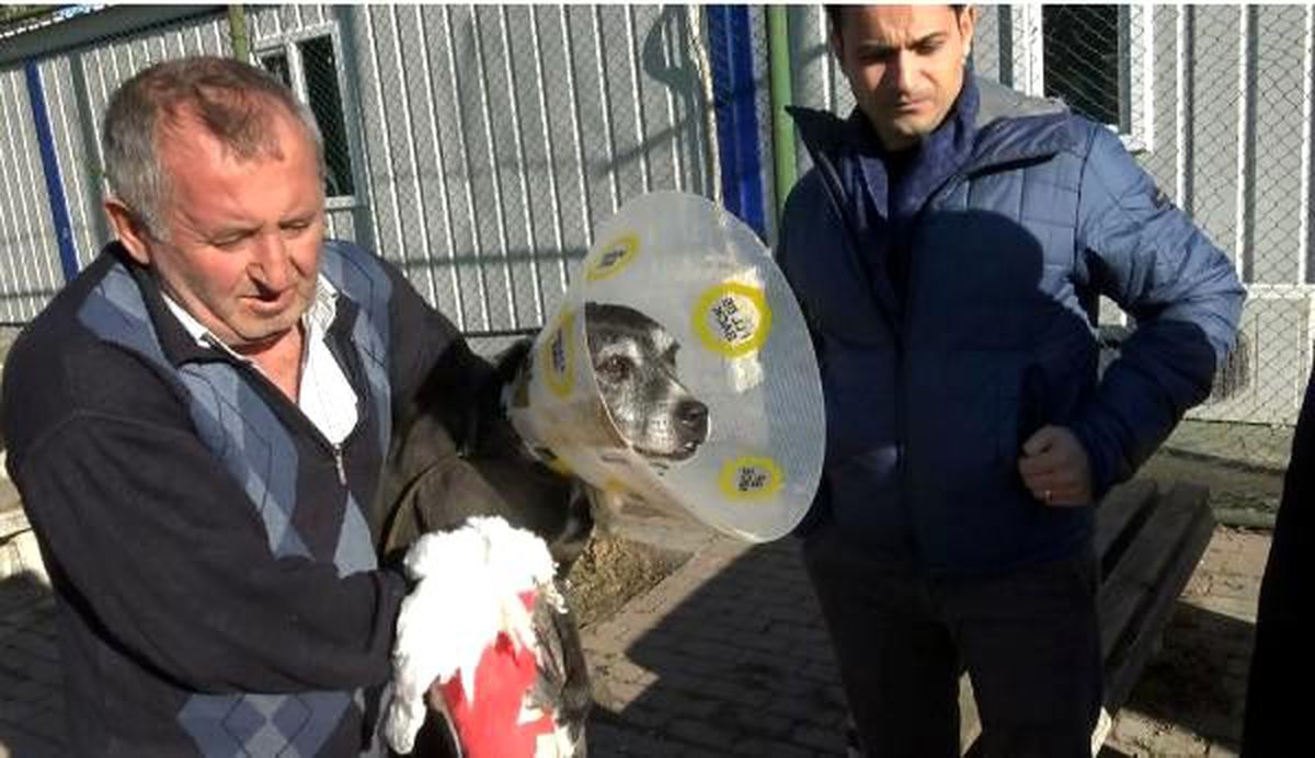Hayvan barınağında pitbull dehşeti