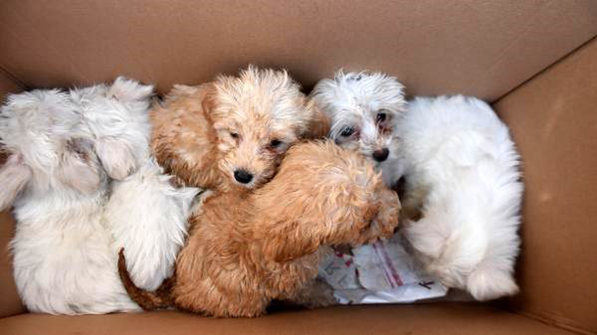 Kapıkule\'de 14 yavru köpek ele geçirildi