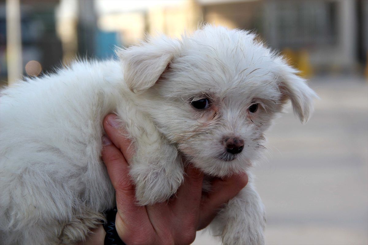 Kapıkule\'de karton kutularda 14 köpek yavrusu bulundu