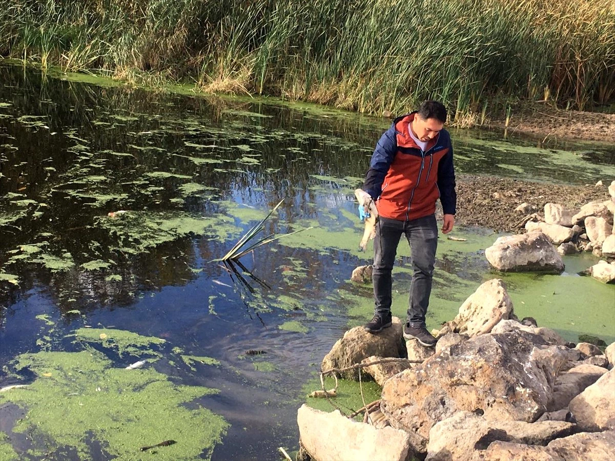 Karamenderes Nehri\'ndeki balık ölümlerine ilişkin inceleme başlatıldı