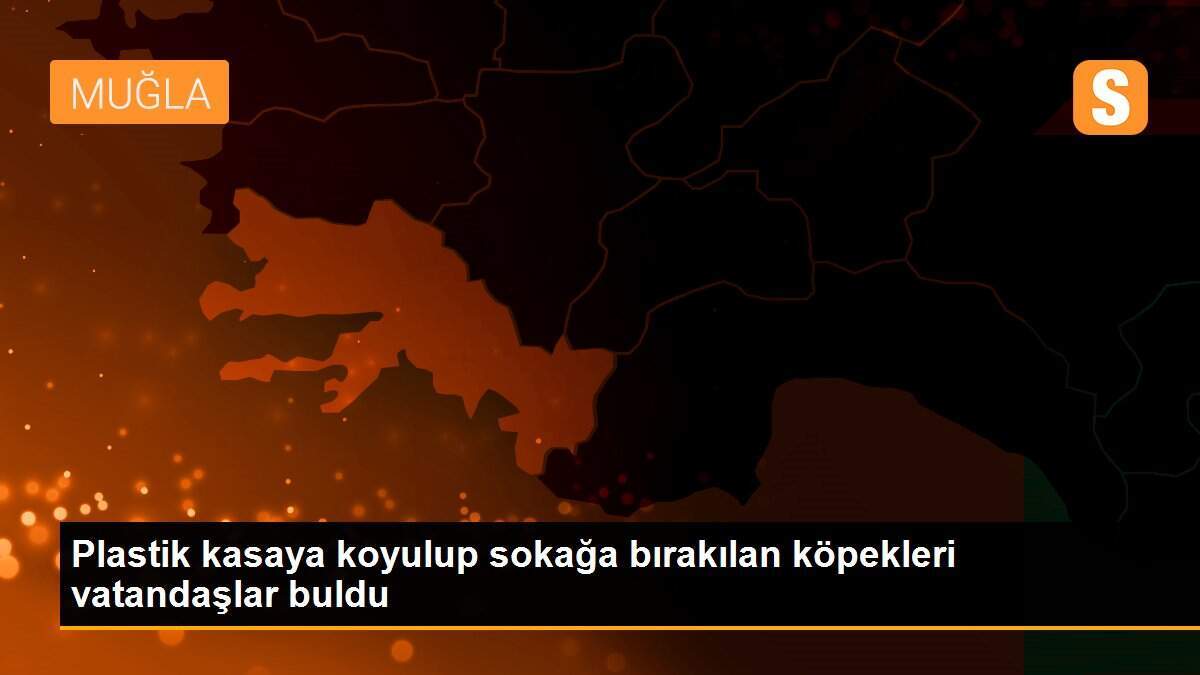 Plastik kasaya koyulup sokağa bırakılan köpekleri vatandaşlar buldu
