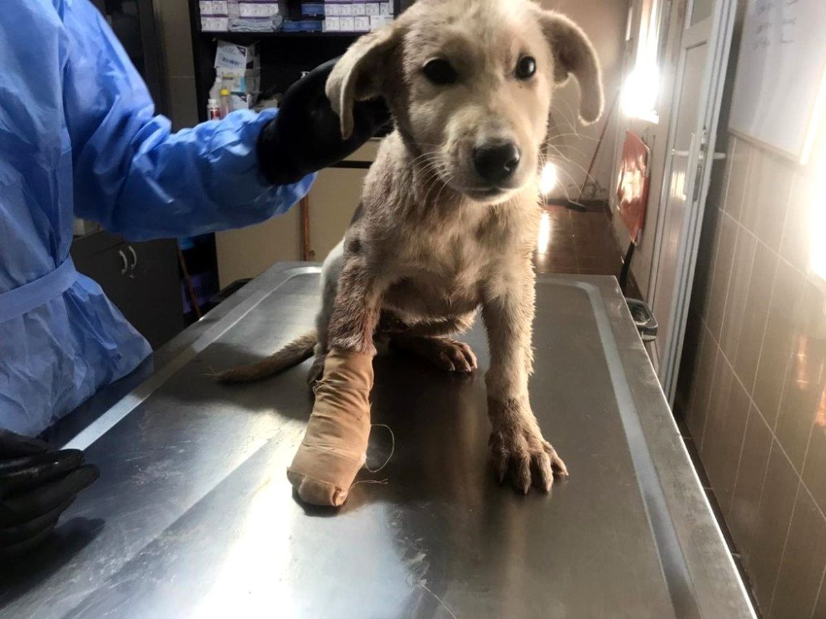 Yaralanan köpek tedavi edildi