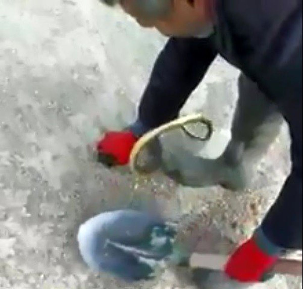 1.5 metrelik yılan ile oyuncak oynar gibi oynadı