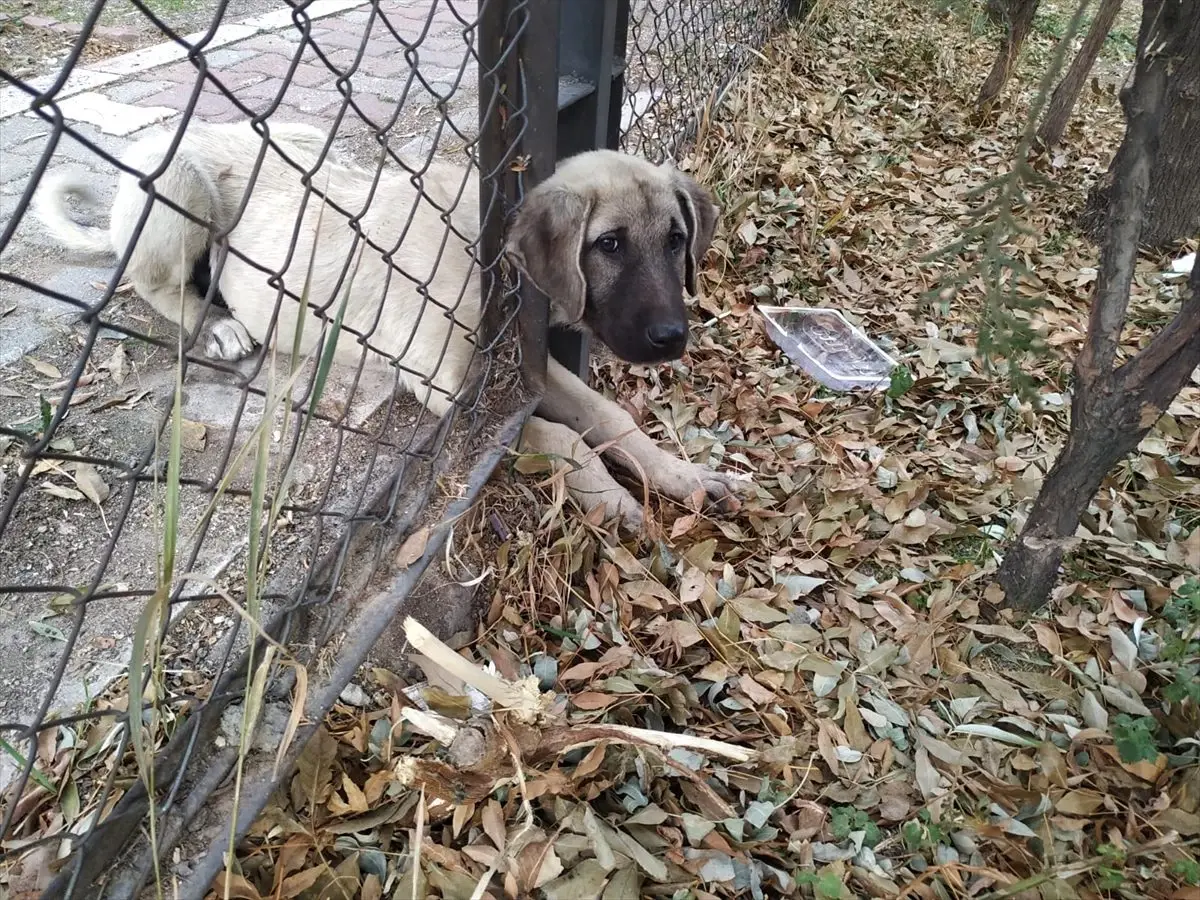 Aksaray\'da demir korkuluğa sıkışan köpeği itfaiye kurtardı